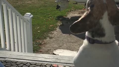 Small dog sits on porch and howls at passing train