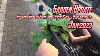 Garden Update Pumpkin, Dragon Fruit, Sunflower, Chillis, Bougainvillea Jan 2022