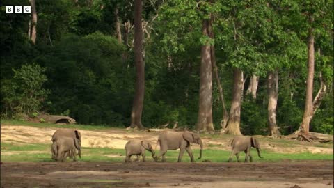 Disabled Baby Elephant Survives | Natural World Forest Elephants | BBC Earth