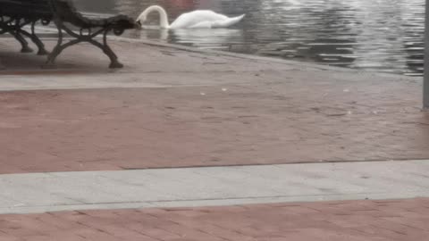 Goose swimming with diving