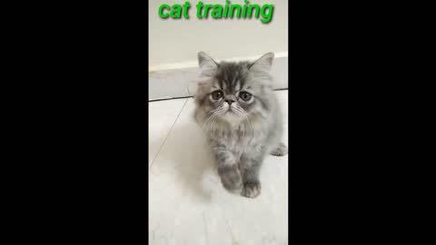 Best cat training videos| cat training skills|| cat teaching # short