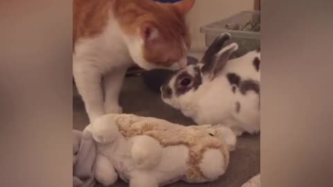 Cat Gives Kisses To Bunny Best Friend