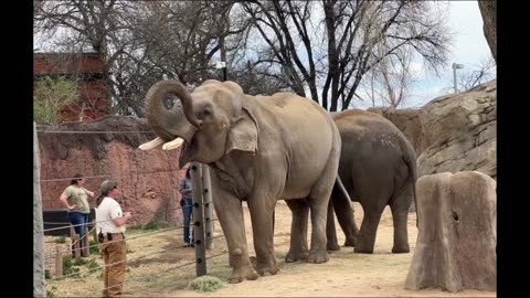 Duncan Explores His New Home at Denver Zoo