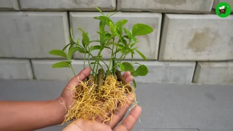 Lemon Tree Propagation: A 99% Success Method