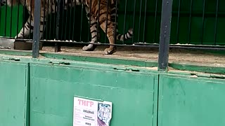Tiger in a cage