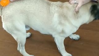 Pug dog can't find orange ball stuck in curly tail