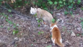 Ginger cat fights off intruder cat