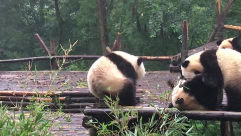 Giant panda has an itch it can't scratch