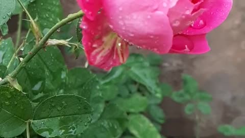 Water drops on a rose in slow motion