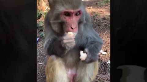 funny monkey video 10