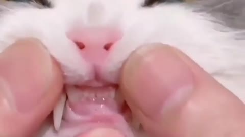 Cat teeth