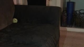 Black dog runs into couch trying to catch tennis ball