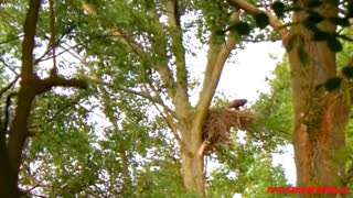 Mother monkey protects child against eagle hunting but fails 😢