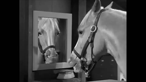 Mr. Ed is Unaware Temperature Data Has Been Altered