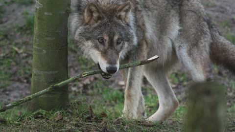 amazing wild wolf