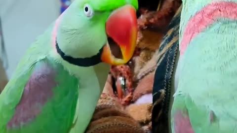 Funny Bird Videos 2021 - CAN'T STOP LAUGHING | Pets Town