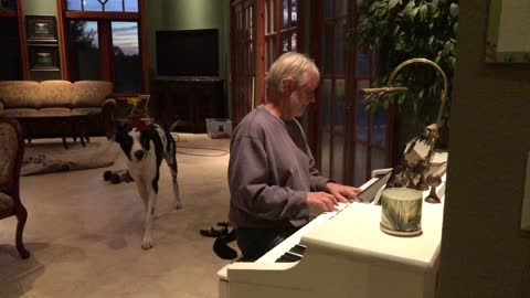 Great Dane Plays With Squeaky Toy While Listening To Piano Music