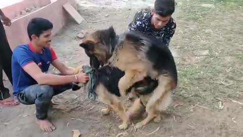 Shepherd Dog Mating