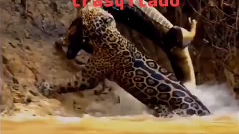 leopard vs crocodile hunter fight
