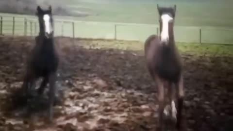 Horses running free