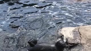 Seal waving for fish!