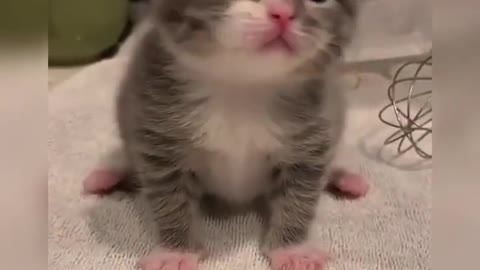 Funny Cats - Cute and Baby Cats Best Compilation