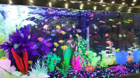 Glow fish at fair