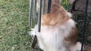 Doggy Makes Music to Sing Along To