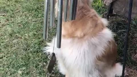 Doggy Makes Music to Sing Along To