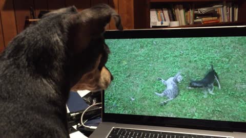 Thumbelina Watches herself on Video playing with Figaro