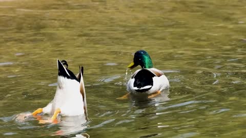 ♫ ♫ Alle meine Entchen schwimmen auf dem See