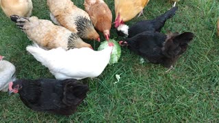 Chickens attack a cabbage