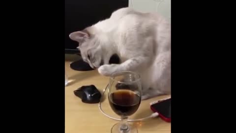 Cat licks on drink and dies.