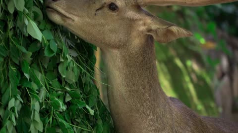 Deer Eating Green Leaves #shorts #shortvideo #video #virals #videovira