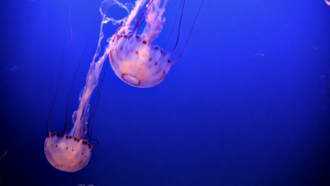 Jellyfishes. Drifters of the deep