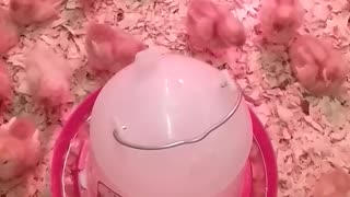 Relaxing Video of Baby Chicks
