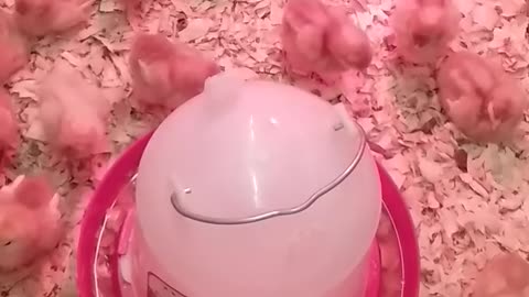 Relaxing Video of Baby Chicks