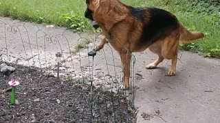 Garden Thief!