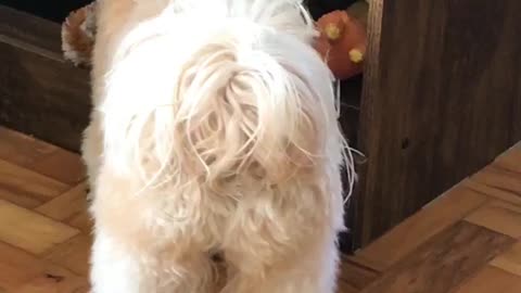 Brown white dog with three pinks bows grabs toy to play