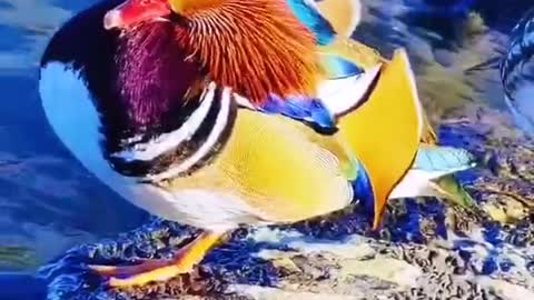 Mandarin duck