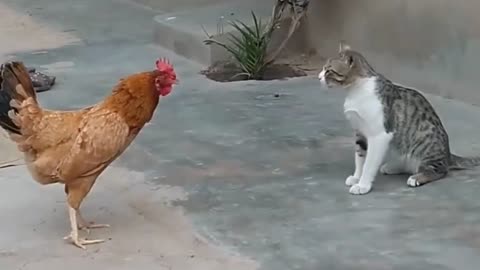 funny moment Chicken fighting with cat 🤣🤣🤣