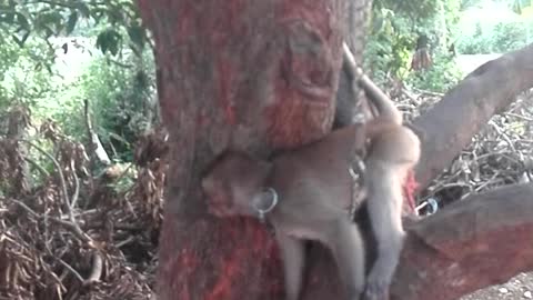 Lovely Monkey in Cambodia, This Monkey Living With Poor Farmer in Cambodia