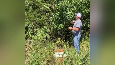 Shaking a honey bee swarm into a box