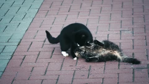 cat play with cat