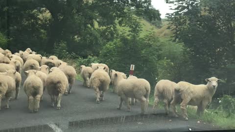 Traffic Jam New Zealand Style