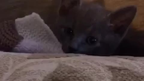 Pitbull and kitten waken up from a nap