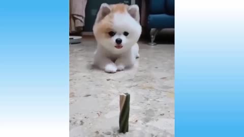 FUNNY PUPPY EATING IN OTHER STYLE