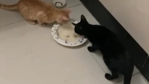 Blacky and browni enjoying soup 🍲 😋