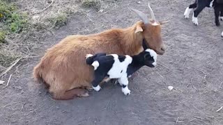 Baby Goats Love Climbing on Mama