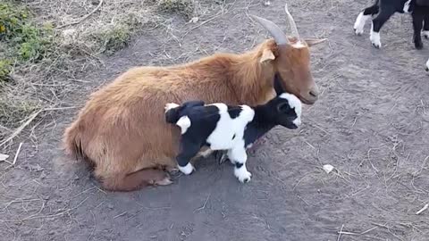 Baby Goats Love Climbing on Mama